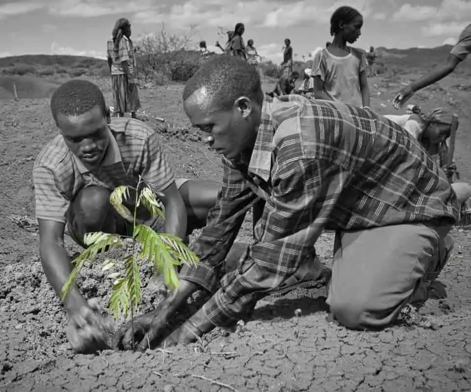 Planting Trees